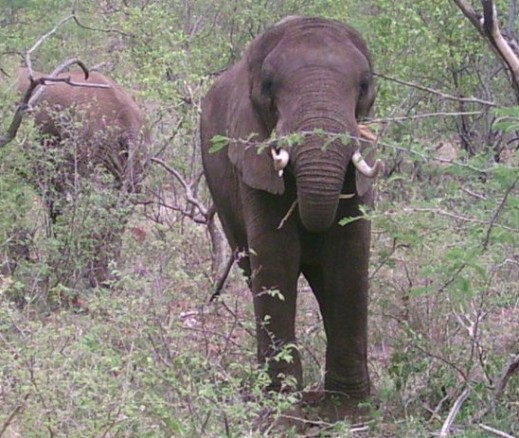 Elephants in Mokolodi, Botswana