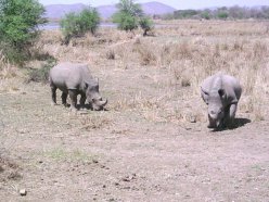 Tracking rhinos on foot & finding them!